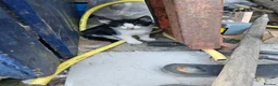 Mixed Breed cats for sale: 2 kittens that need a home in Uxbridge - Advert 4
