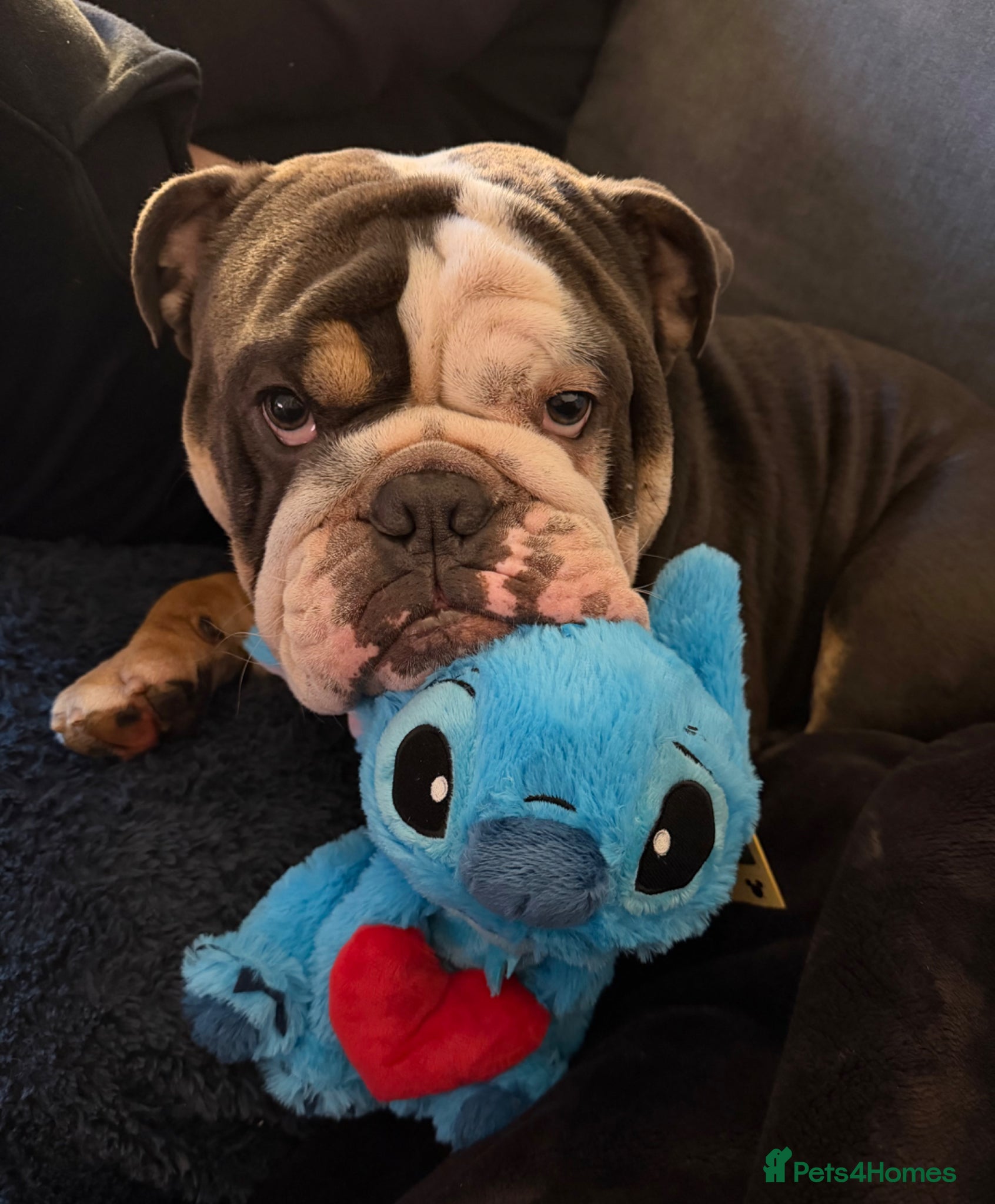 English Bulldog dogs Stud - English bulldog  - Advert 7