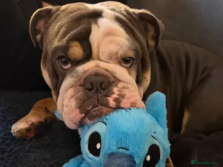 English Bulldog dogs Stud - English bulldog - Advert 9