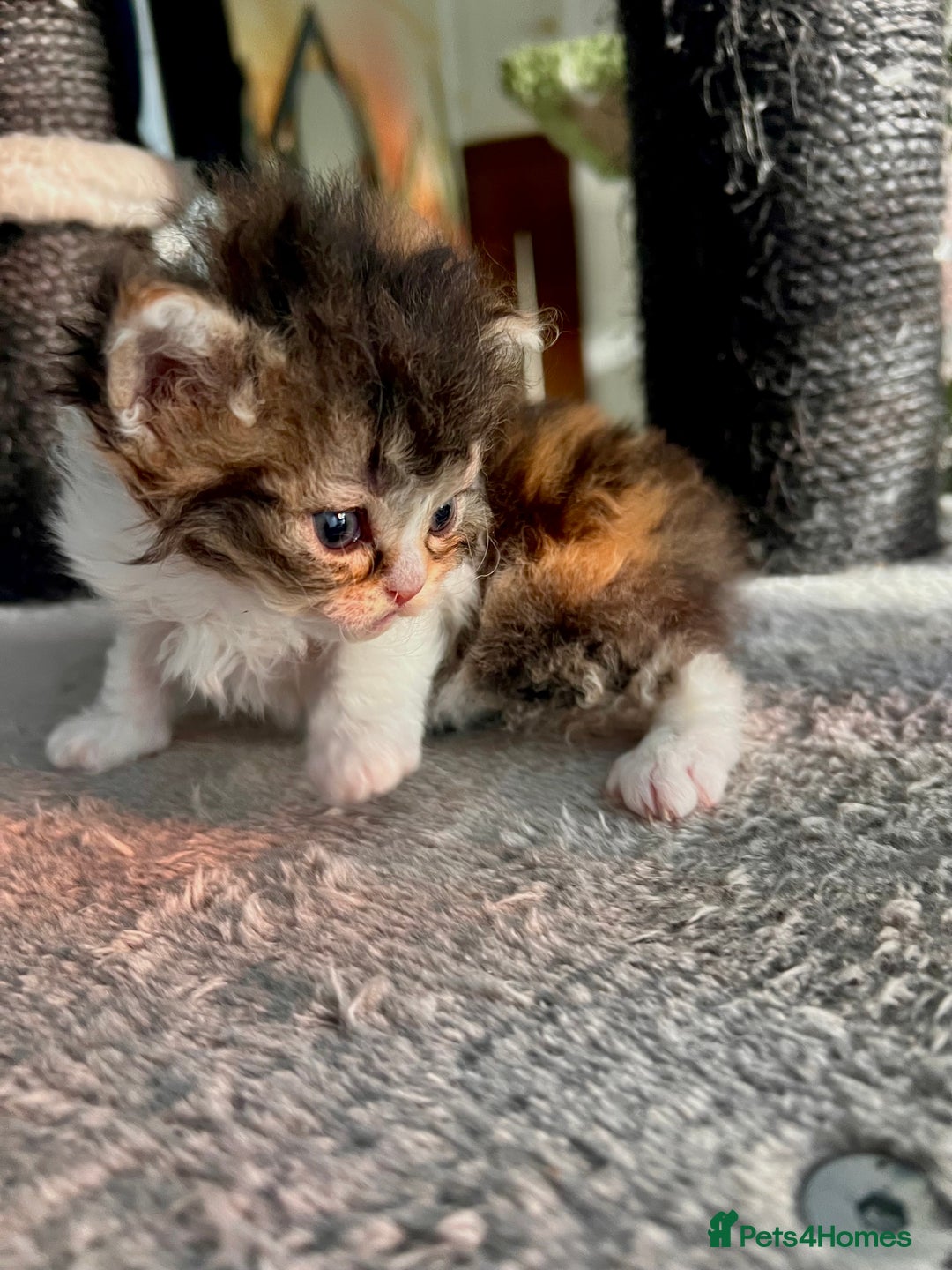 Selkirk Rex cats for sale: Stunning Selkirk rex kittens - Advert 22