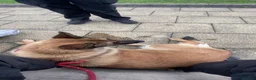 Belgian Shepherd Dog dogs for sale: Belgian mallinois in Oldham - Advert 1