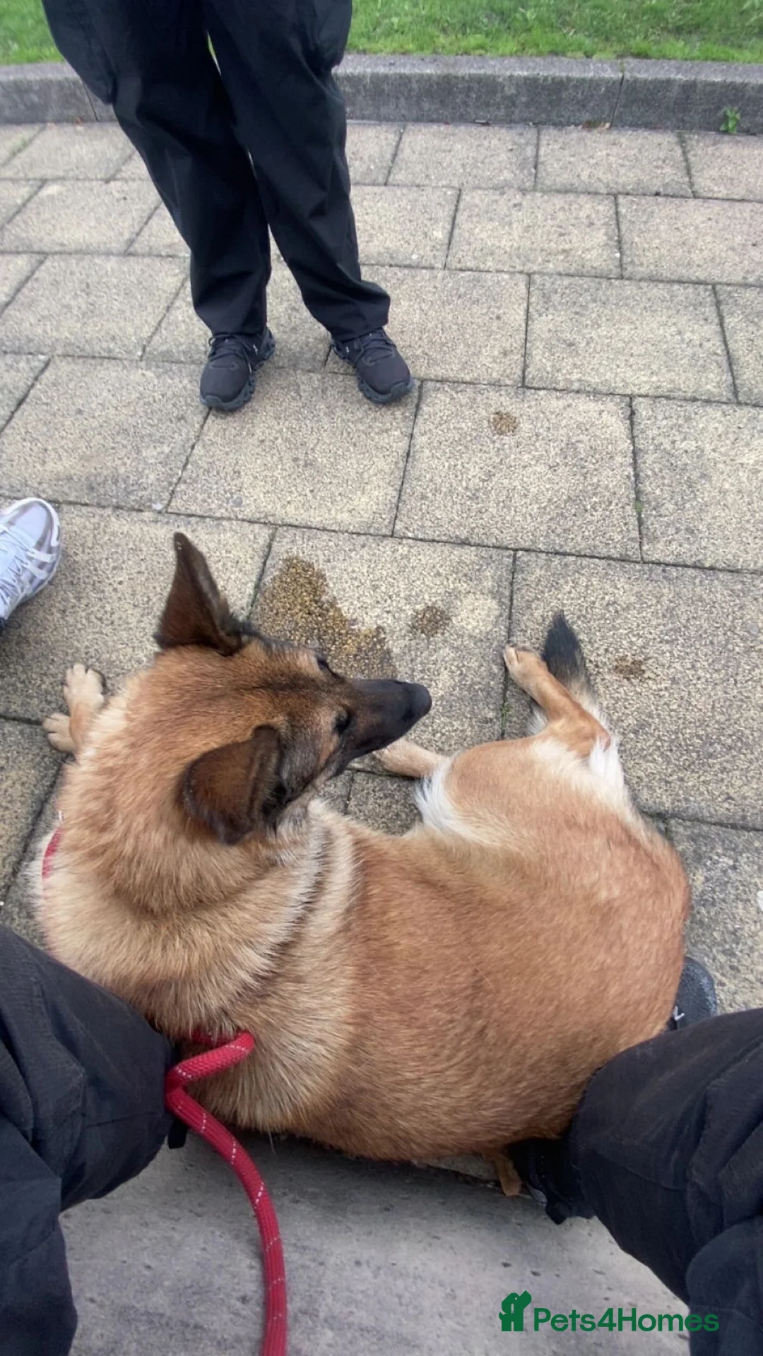 Belgian Shepherd Dog dogs for sale: Belgian mallinois in Oldham - Advert 1