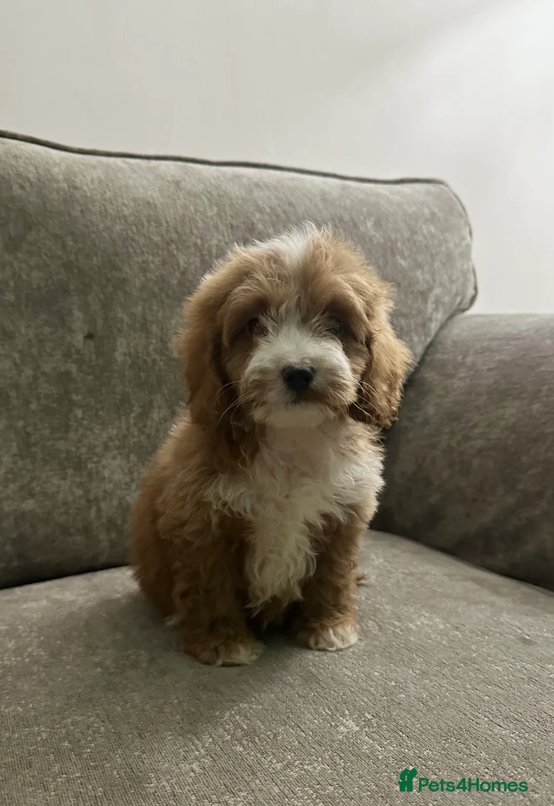 Cockapoo dogs for sale: Adorable Cockapoos’s looking for family homes - Advert 21