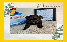 Miniature Schnauzer dogs for sale: Adorable KC registered Miniature Schnauzers - Image 8