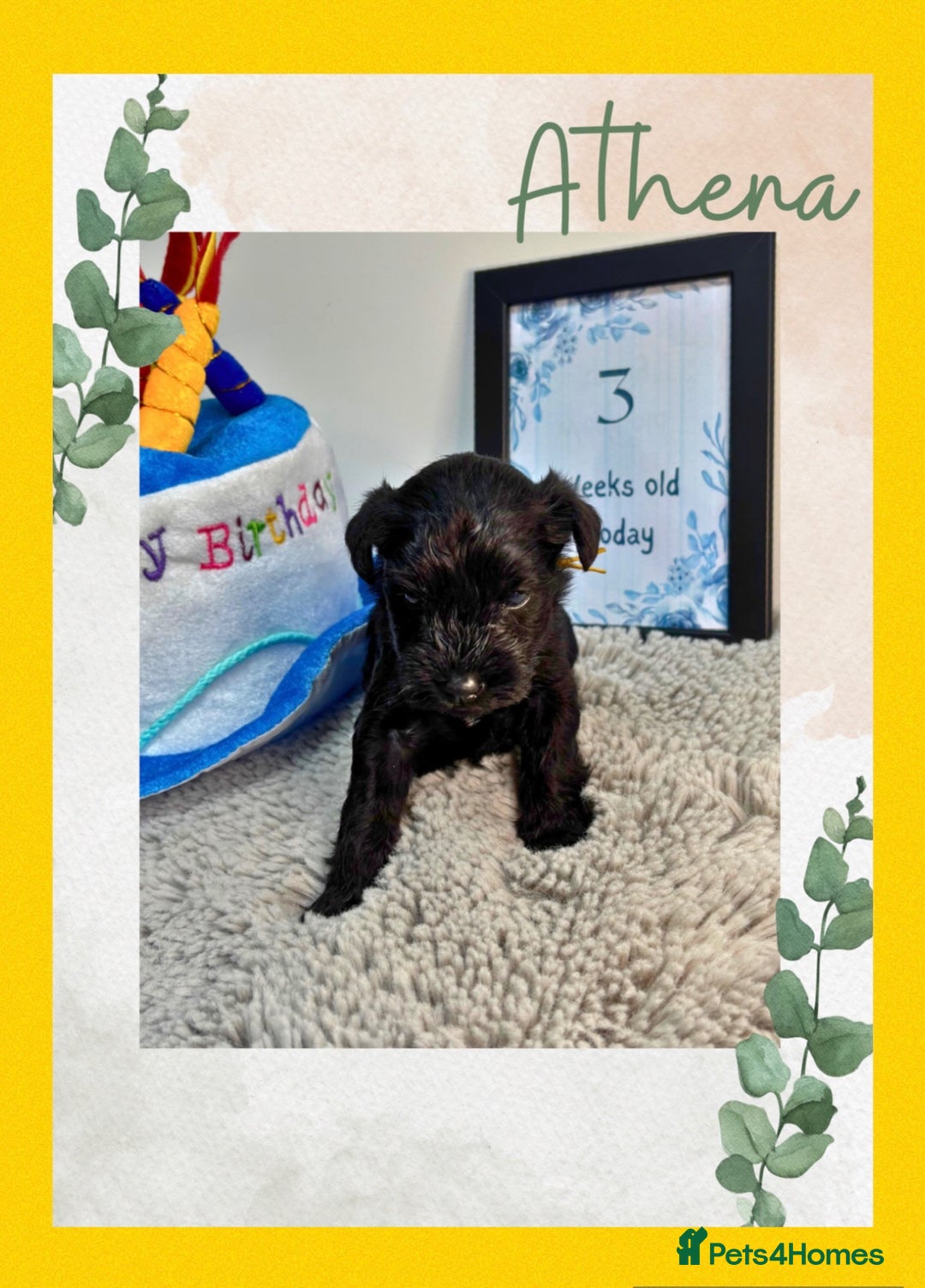 Miniature Schnauzer dogs for sale: Adorable KC registered Miniature Schnauzers - Image 8