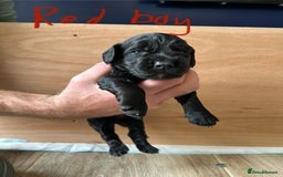 Cocker Spaniel dogs for sale: working cocker spaniel puppies - Image 2
