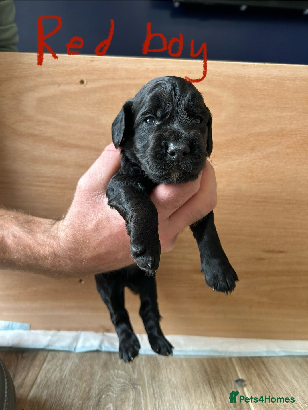 Cocker Spaniel dogs for sale: working cocker spaniel puppies - Image 2