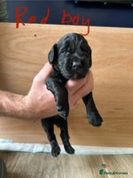 Cocker Spaniel dogs - Advert 16