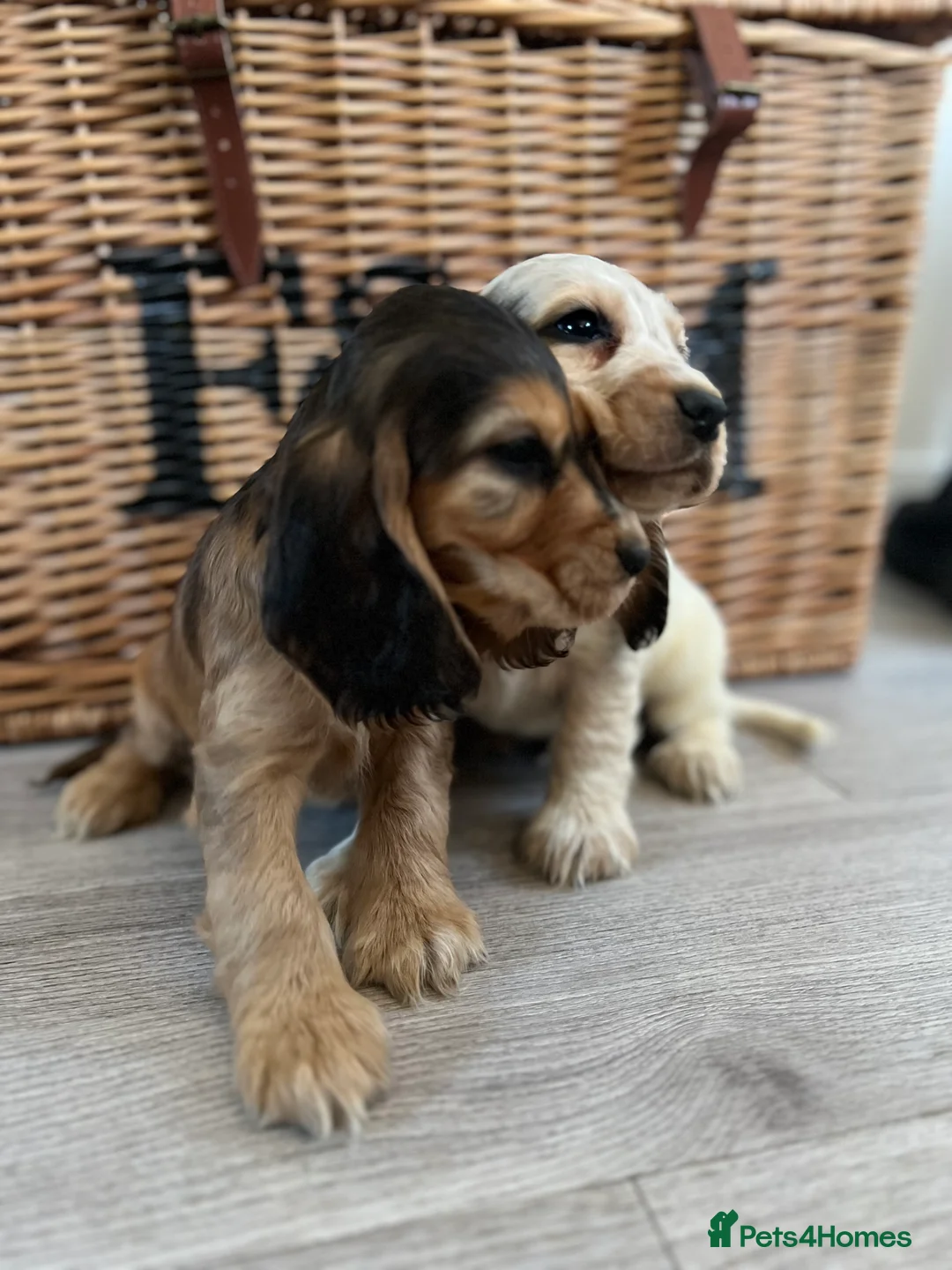 Cocker Spaniel dogs for sale: Show type Cocker spaniel puppies  - Advert 6