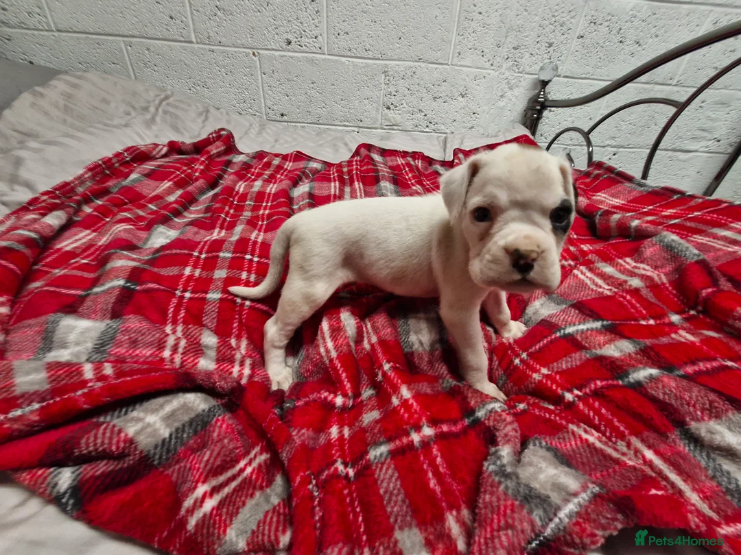 Boxer dogs for sale: Kc boxer puppies - Advert 5