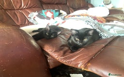 British Longhair cats for sale: two adorable black kittens a boy and a girl - Image 1