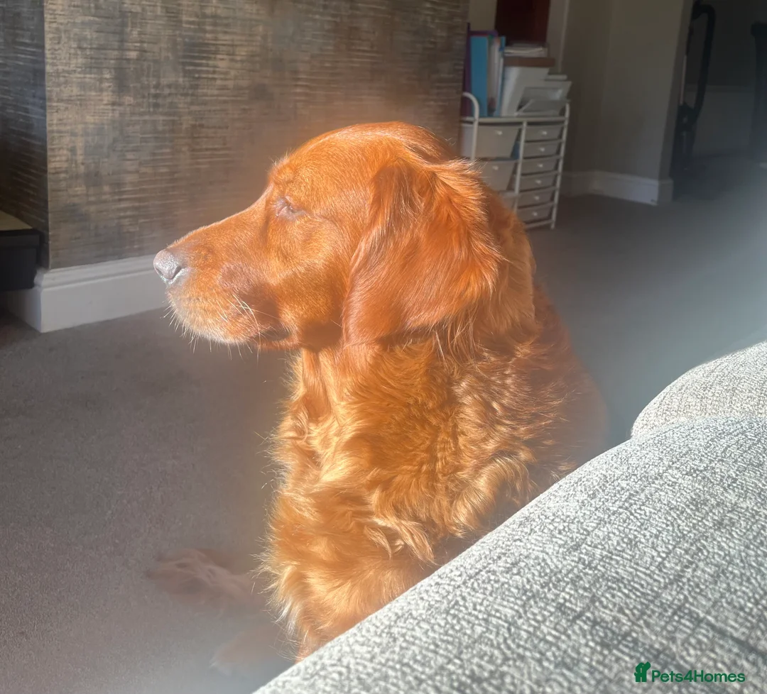 Golden Retriever dogs for sale: Low inbreeding coefficient puppies due soon  - Advert 1