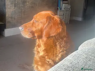 Golden Retriever dogs Low inbreeding coefficient puppies due soon - Advert 9