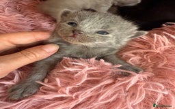 British Shorthair cats for sale: Cat with 6 kittens  - Image 11