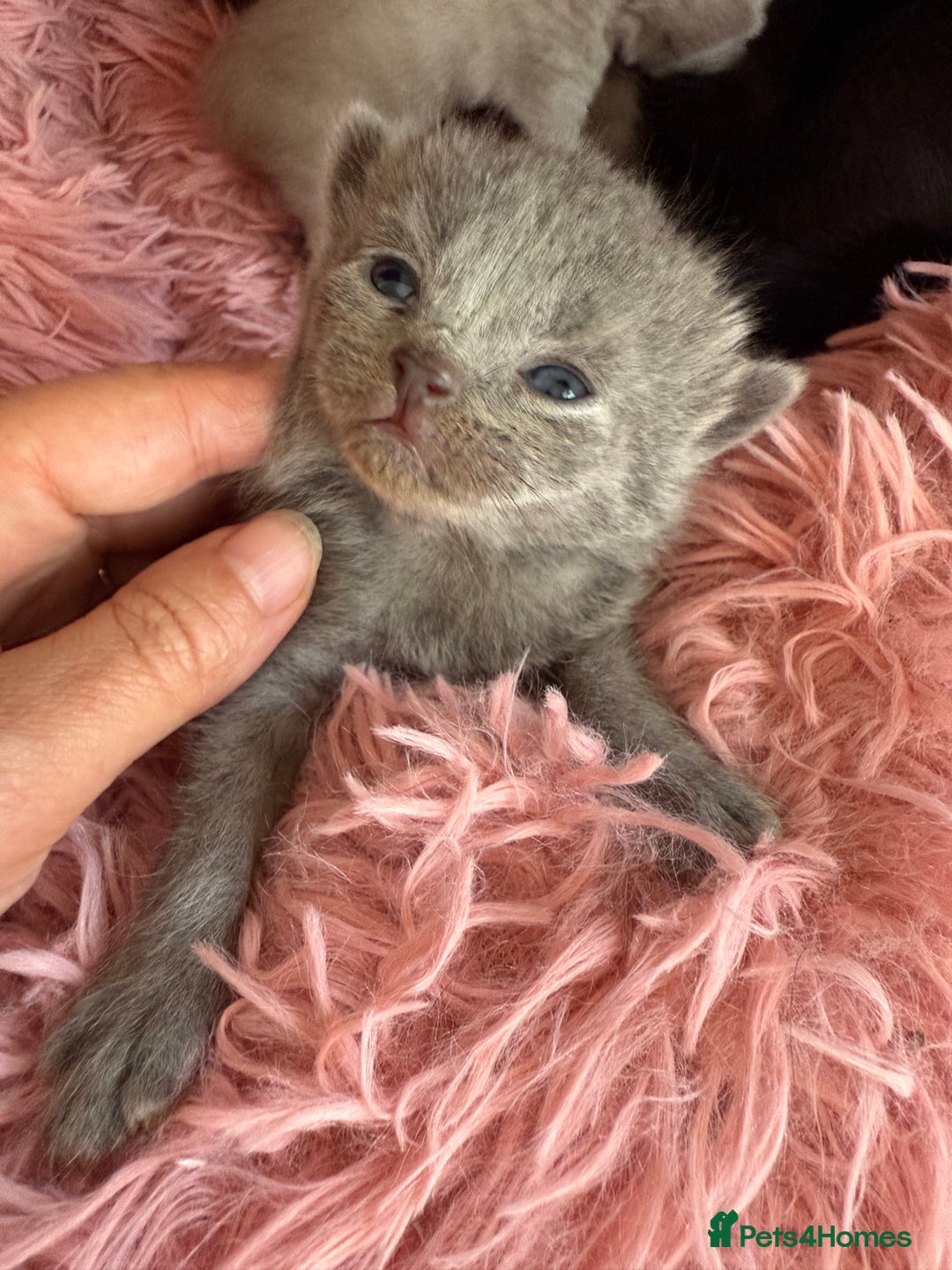 British Shorthair cats for sale: Cat with 6 kittens  - Image 11