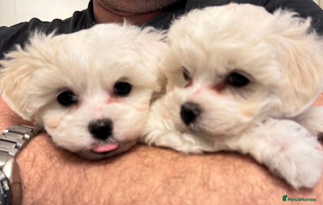 Maltese dogs for sale: Gorgeous Maltese puppies - Advert 11