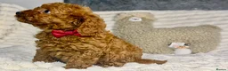 Toy Poodle dogs for sale: Toy poodle  puppies  - Advert 25