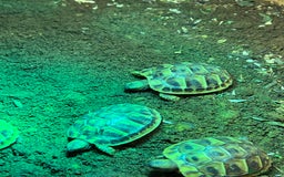 Tortoise reptiles for sale: Uk bred Hermann tortoises - Advert 5