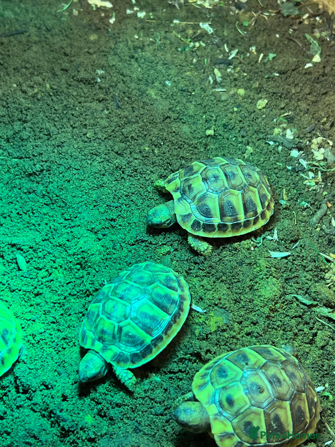 Tortoise reptiles for sale: Uk bred Hermann tortoises - Advert 5