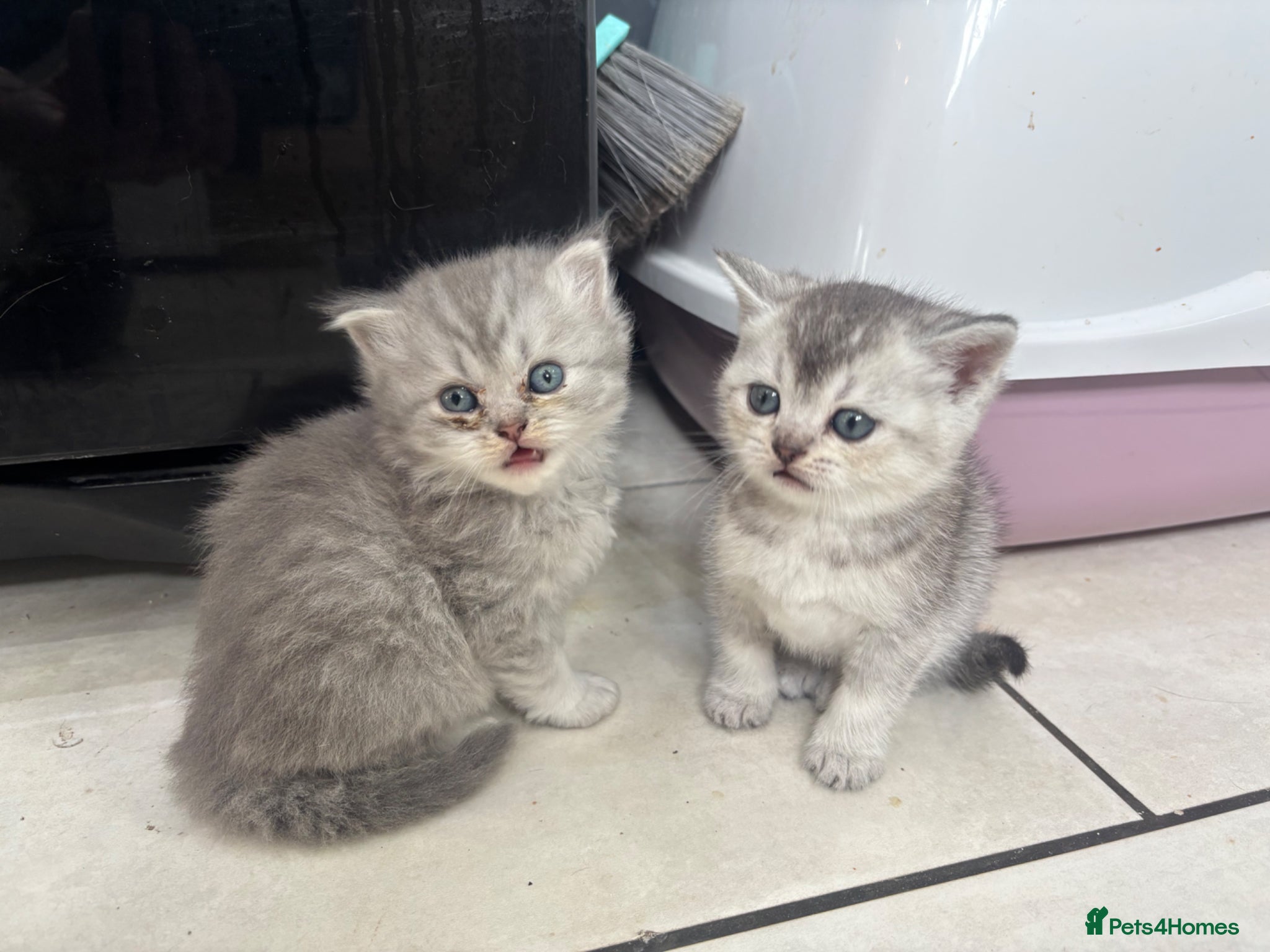 British Shorthair cats for sale: 1 beautiful British Blue - Advert 4