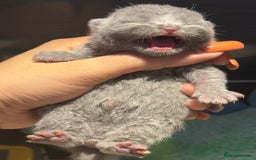 British Shorthair cats for sale: British Shorthair babies 💞💞💞 - Image 6