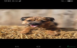 Border Terrier dogs for sale: Kc border bitch - Image 2