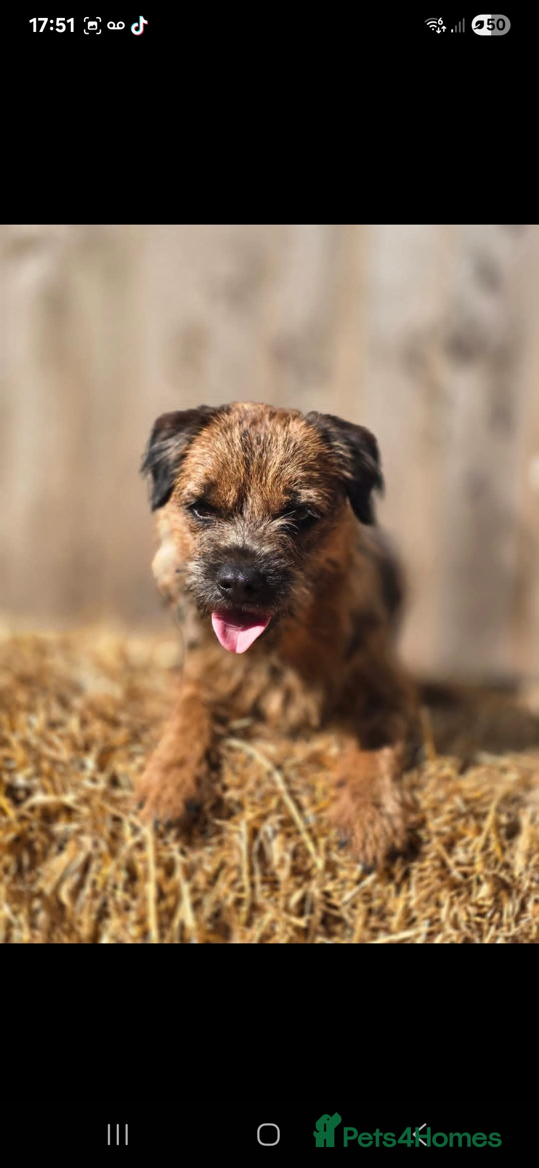Border Terrier dogs for sale: Kc border bitch - Image 2