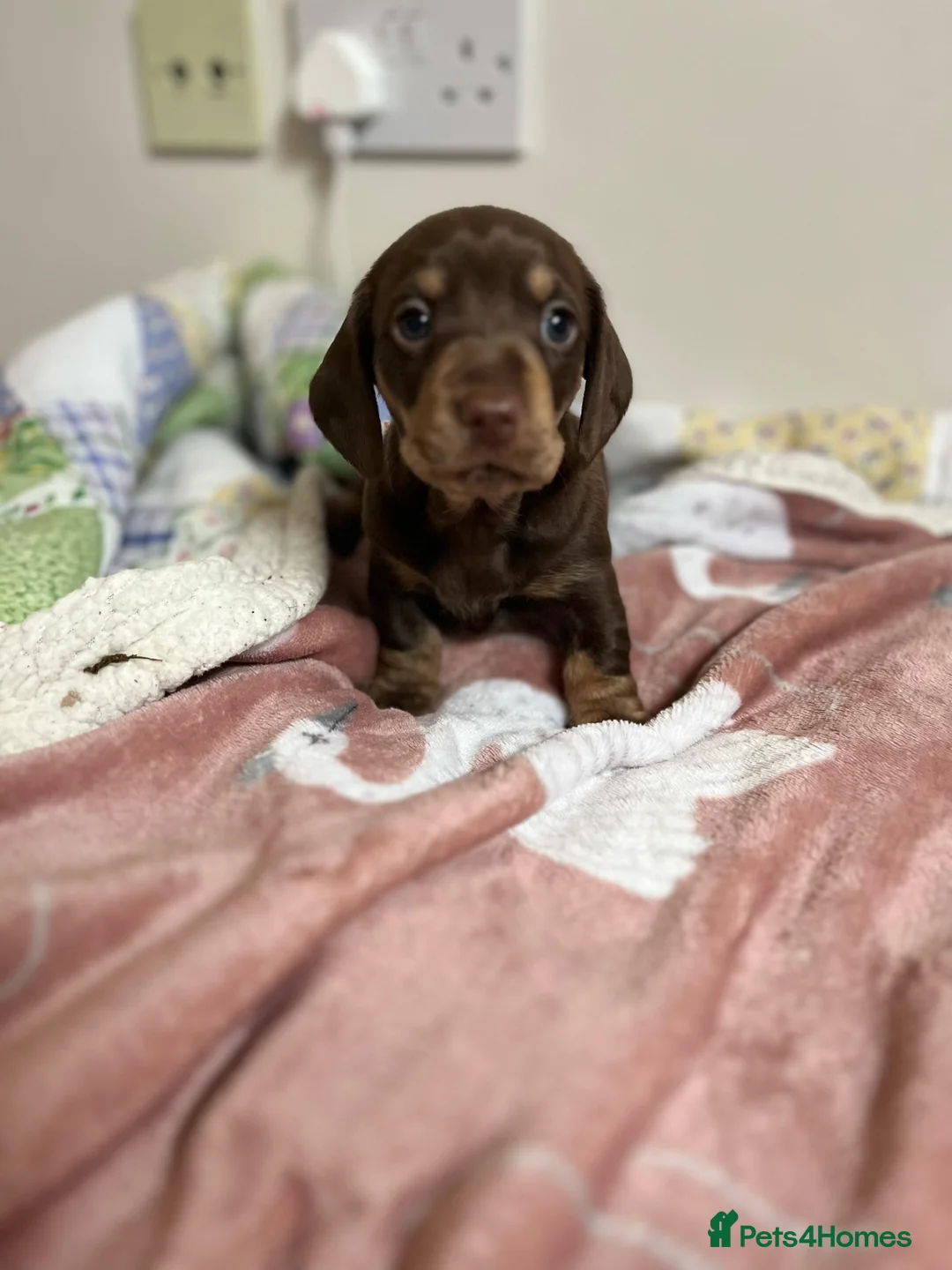 Miniature Dachshund dogs for sale: . Mini Dutch Hound Pups – Choc & Dapple - Advert 28