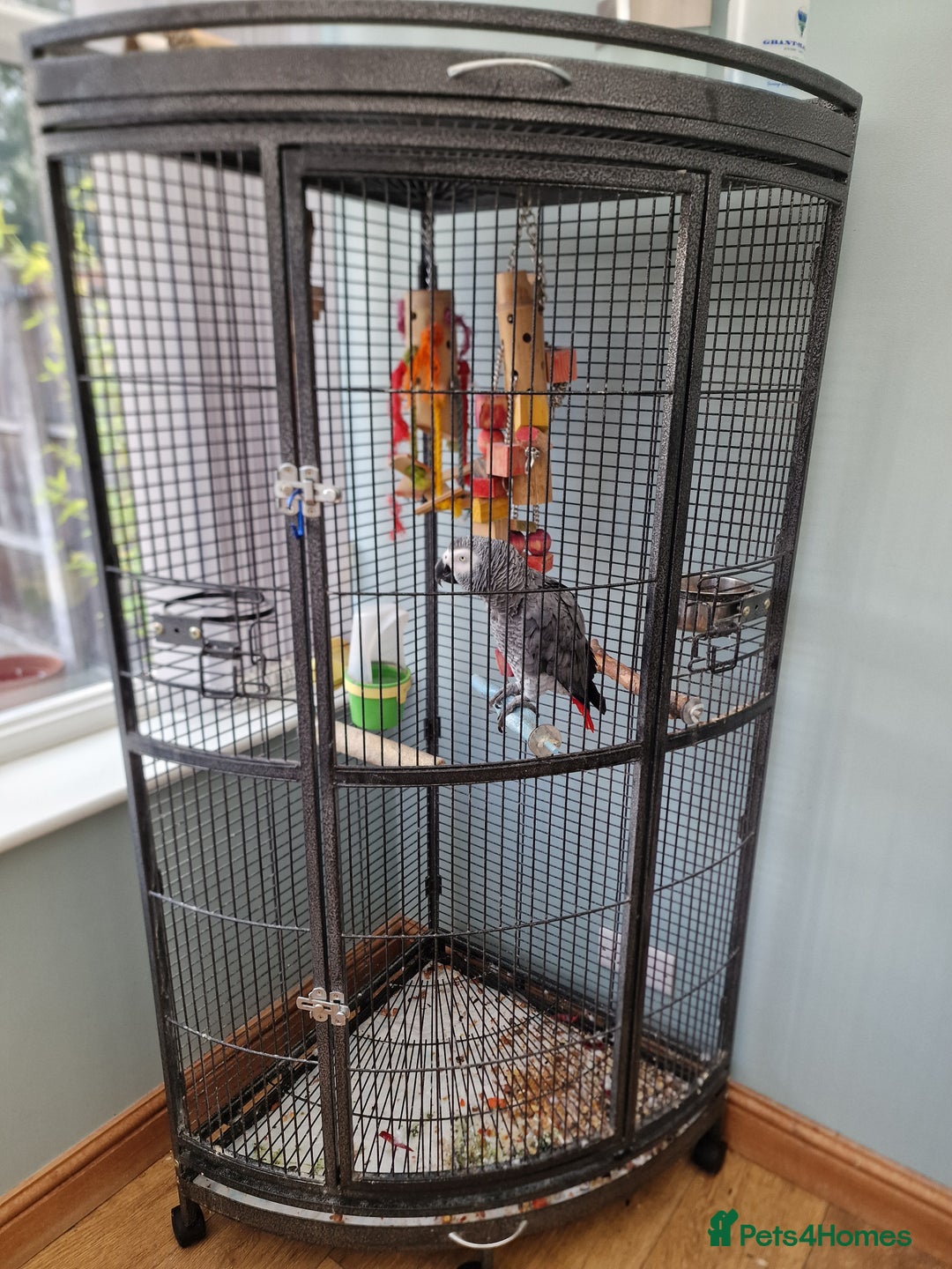 Parrots birds for sale: African grey parrot  - Image 5