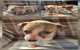 Whippet dogs for sale: 3 stunning KC registered males  - Image 3