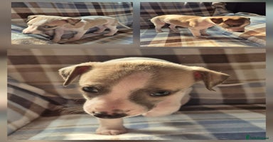 Whippet dogs - Advert 11