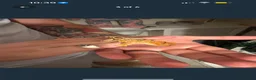 Gecko reptiles for sale: Crested gecko  in Helensburgh - Advert 3