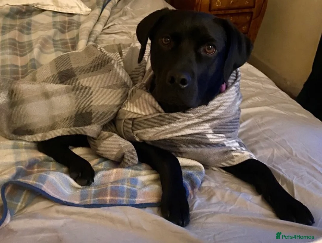 Labrador Retriever dogs for sale: Beautiful Labrador Girl, 2yrs old - Advert 6