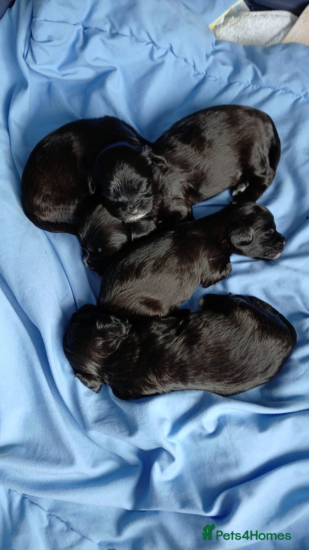 Shihpoo dogs for sale: Shihpoo puppies for sale - Image 1