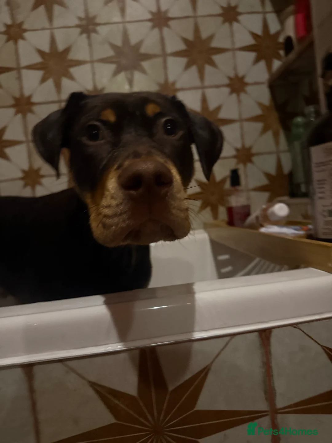 Mixed Breed dogs for sale: Woody Doberman cross staffy - Advert 4