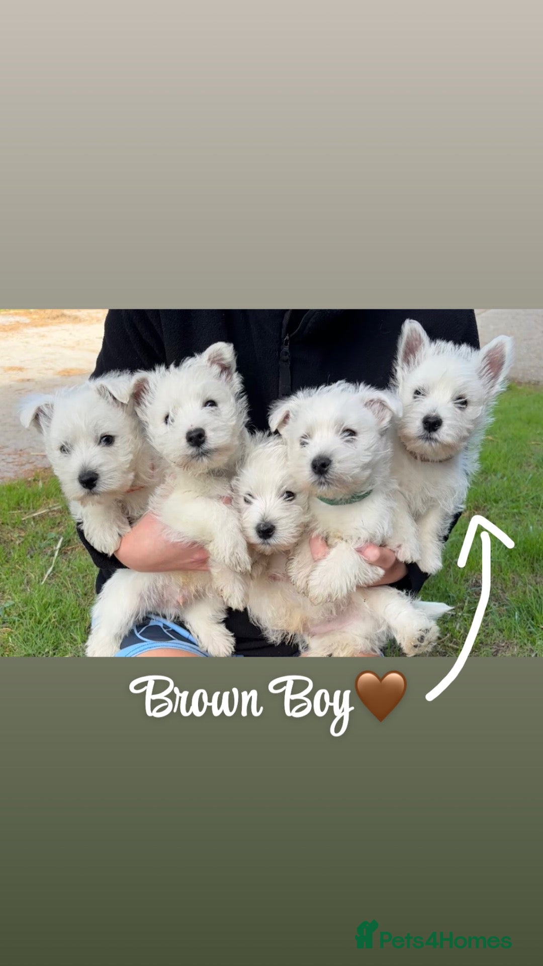 West Highland Terrier dogs 5 Gorgeous KC Registered West Highland Terriers - Advert 2