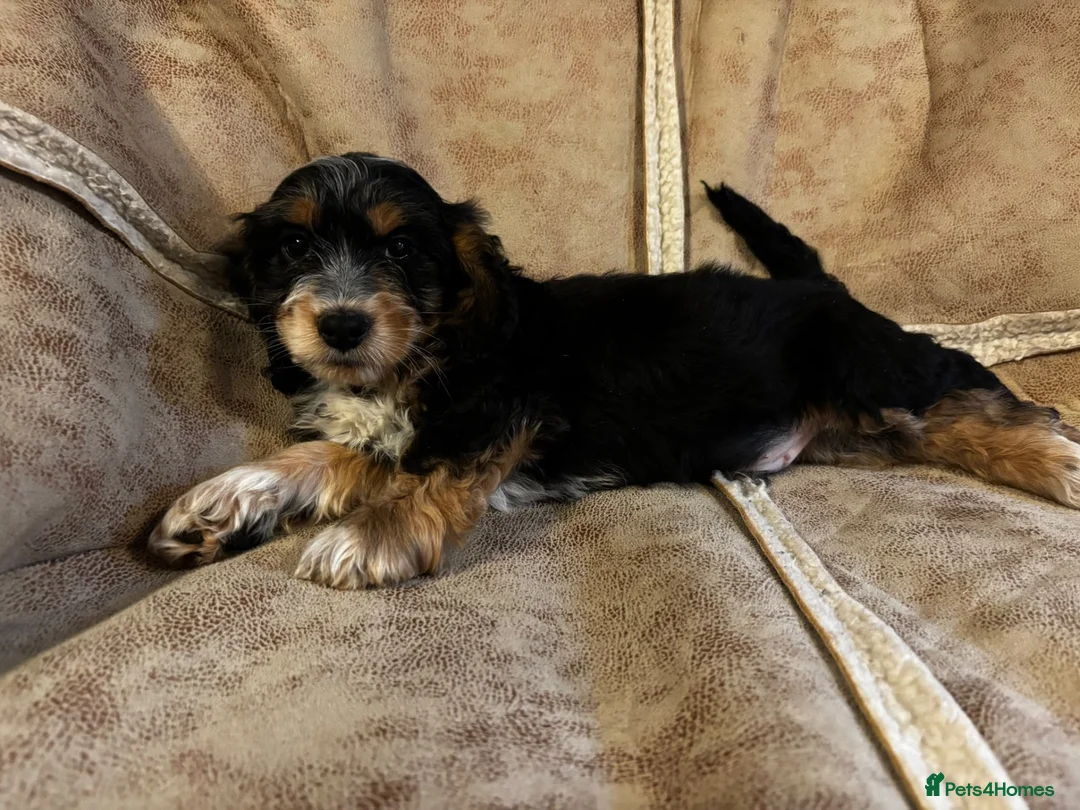 Cockapoo dogs for sale: Beautiful cockapoo’s  - Advert 2