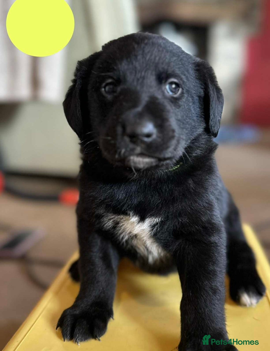 Borador dogs for sale: Pups - Labrador x Collie  - Advert 7