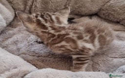 Bengal cats for sale: TICA Registered Bengal Kittens–Ready End Nov 25 - Image 5