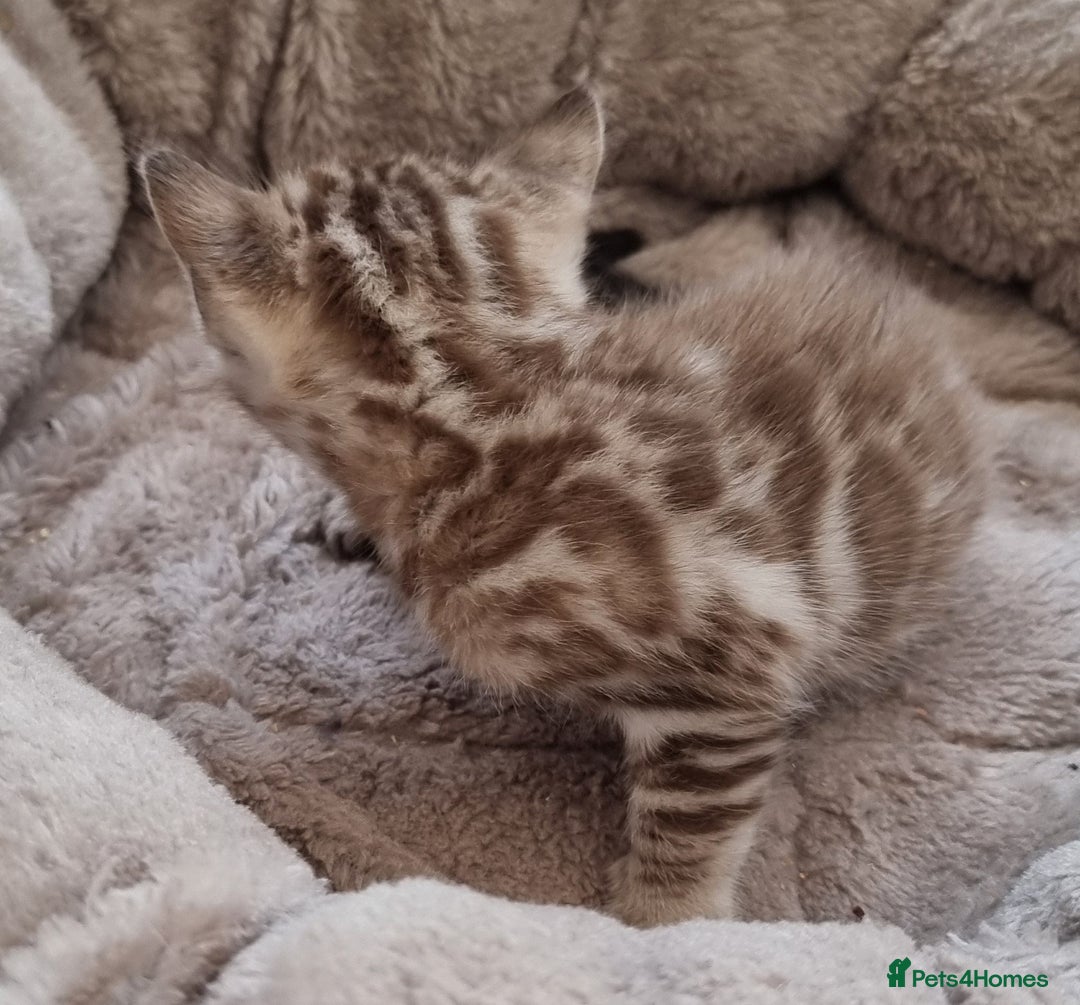 Bengal cats for sale: TICA Registered Bengal Kittens–Ready End Nov 25 - Image 5