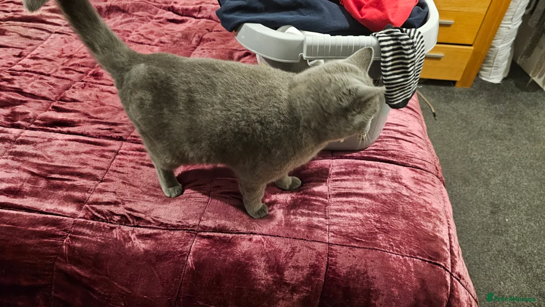 British Shorthair cats for sale: Grey British shorthair Female - Advert 7