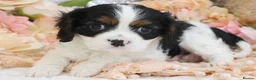 Cavalier King Charles Spaniel dogs for sale: HEALTH TESTED KC Cavalier King Charles Spaniels - Advert 39