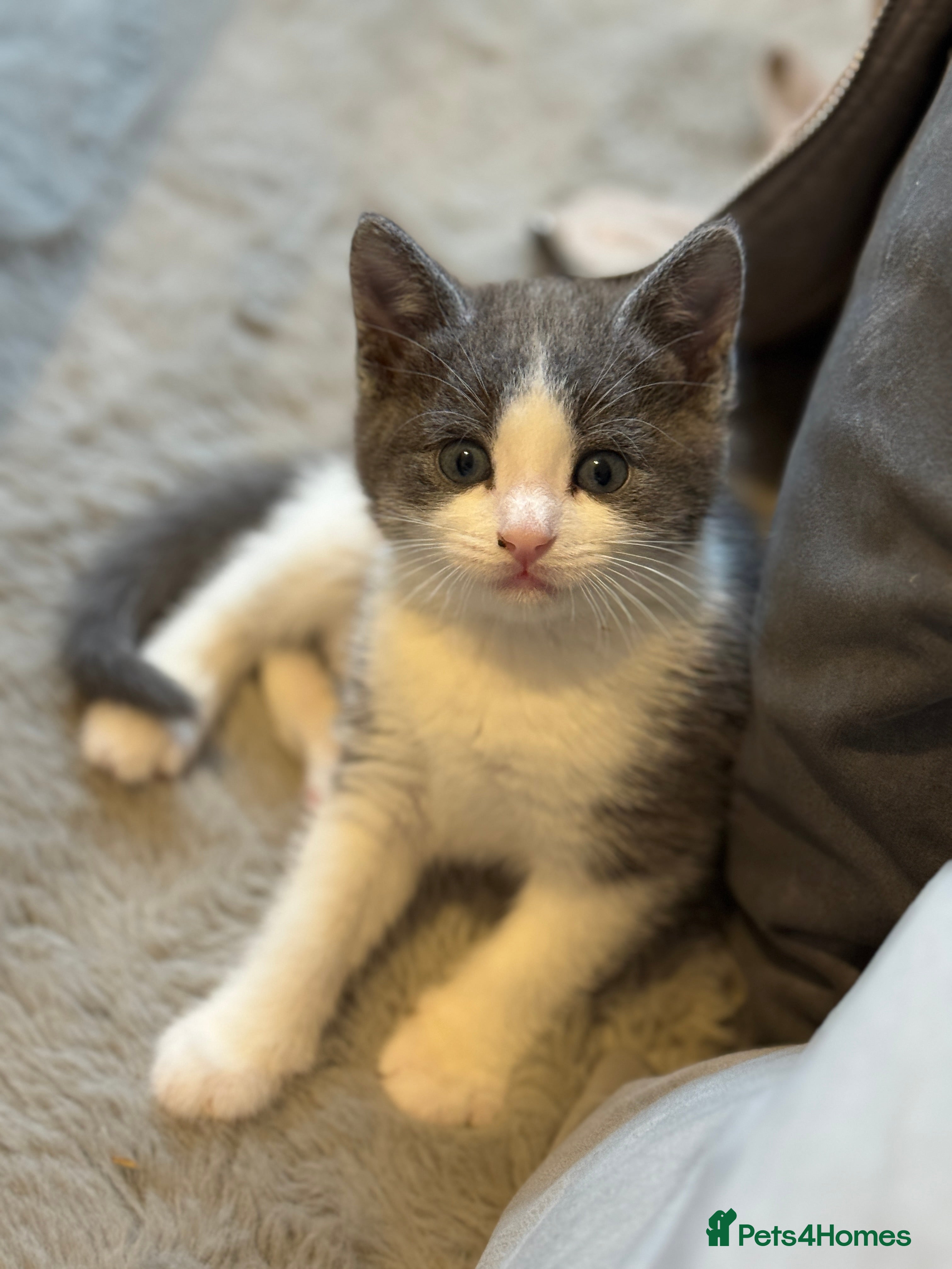 Mixed Breed cats Grey and white tabby  - Advert 2