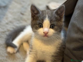 Mixed Breed cats Grey and white tabby - Advert 2