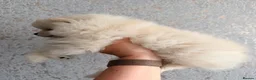 Pomeranian dogs for sale: 🌟 Luxury Pomeranian Puppies 🌟  - Advert 11
