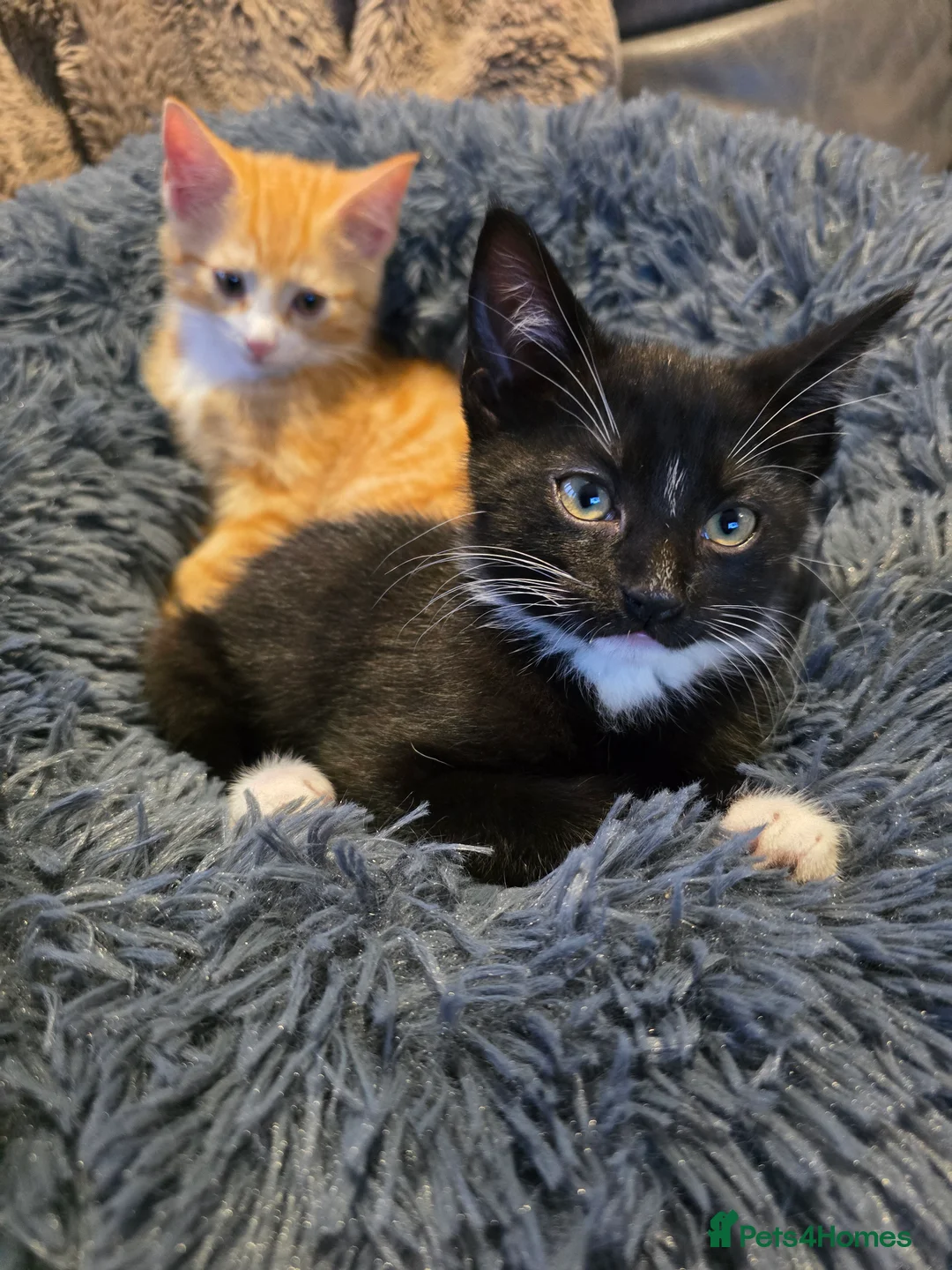 Mixed Breed cats for sale: Adorable Kittens (tri colour/ginger/tuxedo) Ready in Sheffield - Advert 16