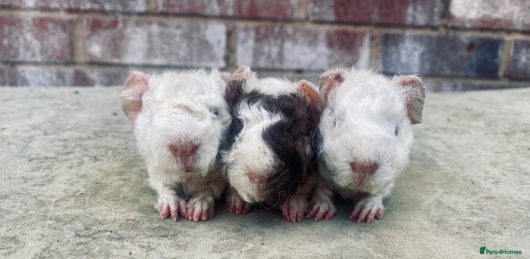 Guinea Pig rodents for sale: Pedigree Lunkarya/blue skinnypig carrier in Rotherham - Image 2