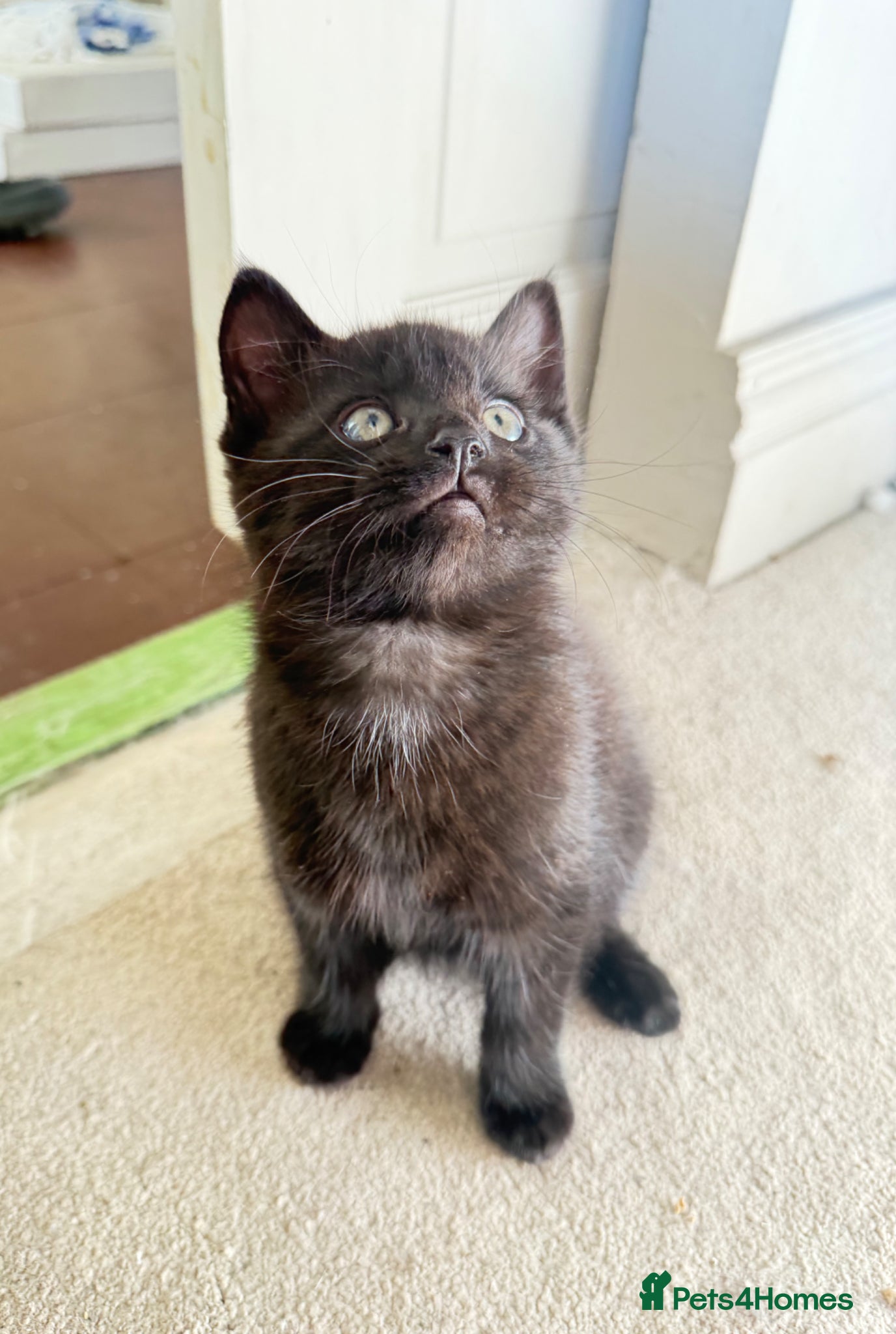 Russian Blue cats for sale: Half Russian Blue Kittens - Advert 13