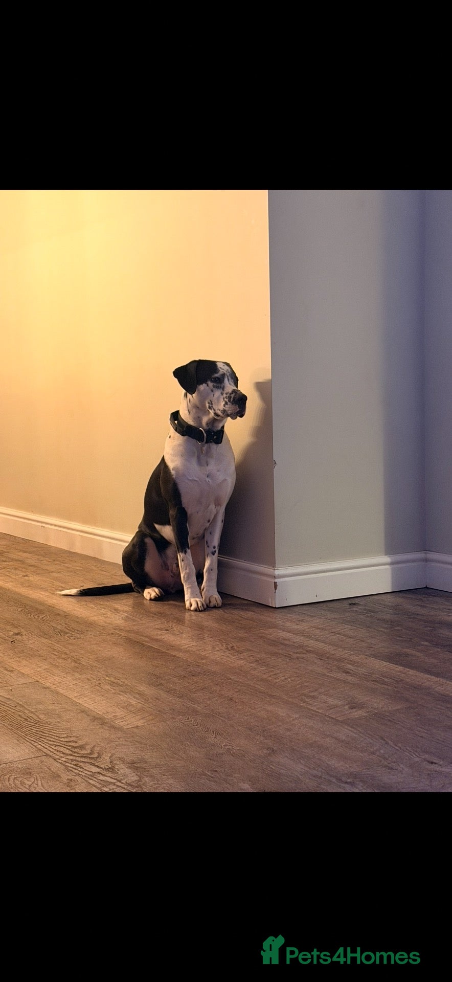 Mixed Breed dogs for sale: Reluctant re-homing of my boy.  - Advert 5