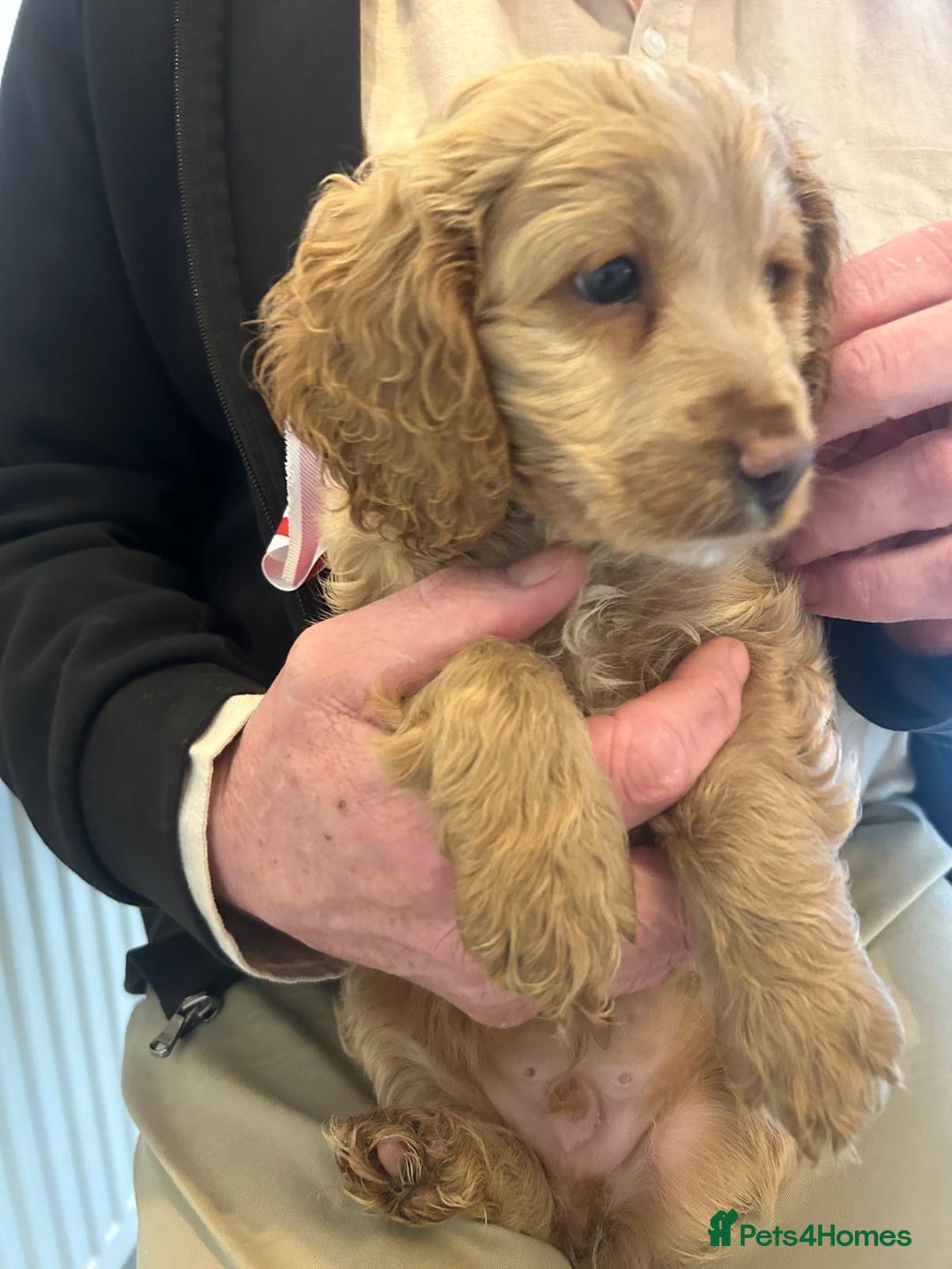 Cockapoo dogs for sale: F1 cockapoo  - Advert 7